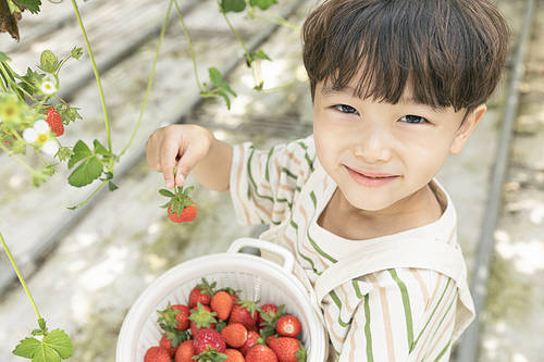 Fresh and sweet strawberry farm - Happy children holding ripe strawberries and smiling at strawberry farm