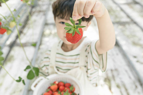 Sweet and sour strawberry farm - happy children showing ripe strawberries at strawberry farm