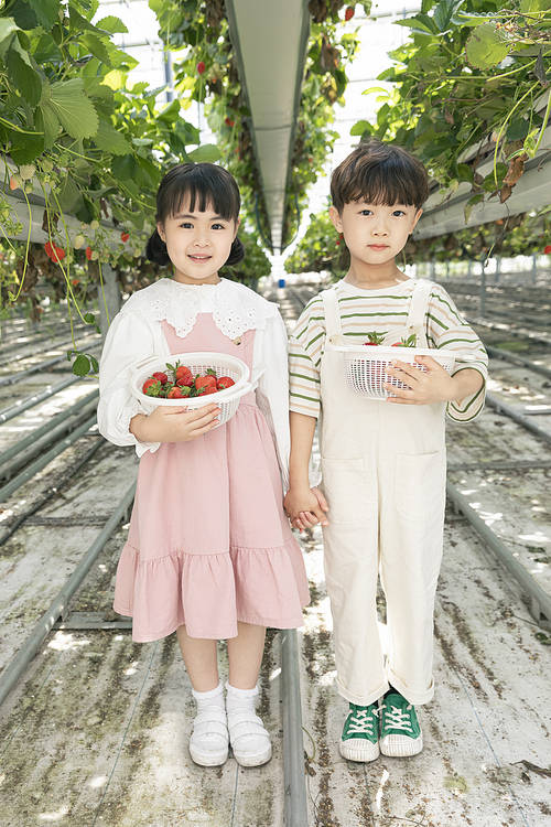 Sweet and sour Strawberry Farm - Cute children standing between strawberry farms, holding hands and holding a basket of strawberries