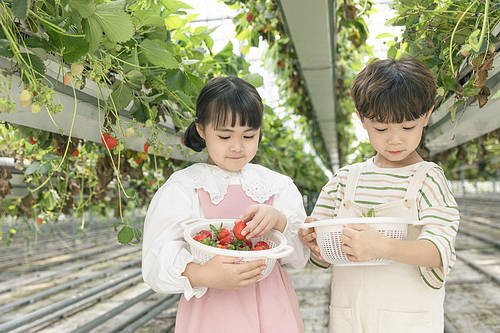 Sweet and sour Strawberry Farm - Cute children standing between strawberry farms and looking at a basket of strawberries