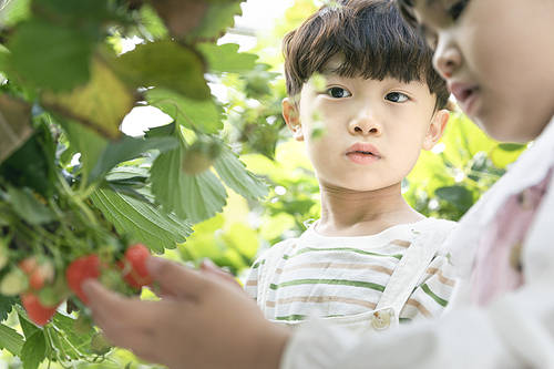 Fresh and Sweet Strawberry Farm - Joyful children looking at ripe strawberries at the strawberry farm