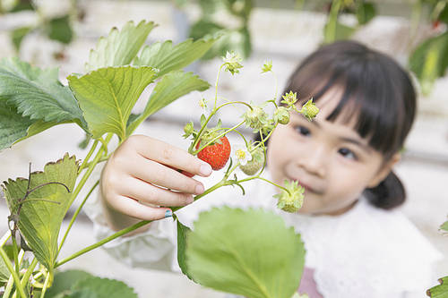 Sweet and sour Strawberry Farm - Joyful children showing ripe strawberries at the strawberry farm and smiling