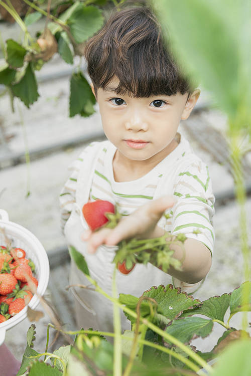 Sweet and sour Strawberry Farm - Joyful children showing ripe strawberries at the strawberry farm and smiling