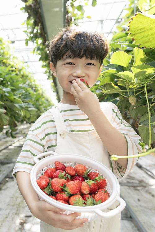Fresh and sweet Strawberry Farm - Joyful children eating ripe strawberries at the strawberry farm