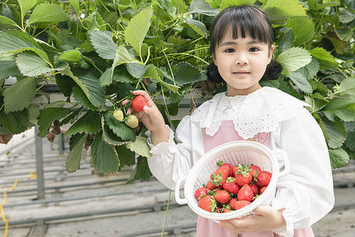Sweet and sour Strawberry Farm - Joyful children showing ripe strawberries at the strawberry farm and smiling