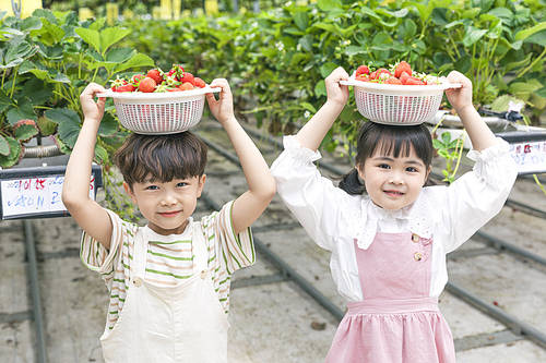 Sweet and sour Strawberry Farm - Excited children holding strawberry baskets overhead at strawberry farm