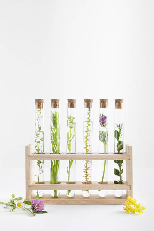 Flowers and plants - wild flowers and grasses in test tubes