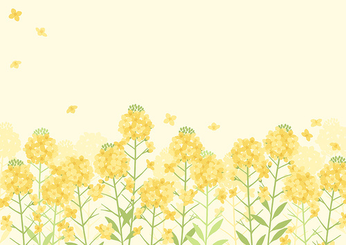 Flower background_spring season rapeseed field illustration
