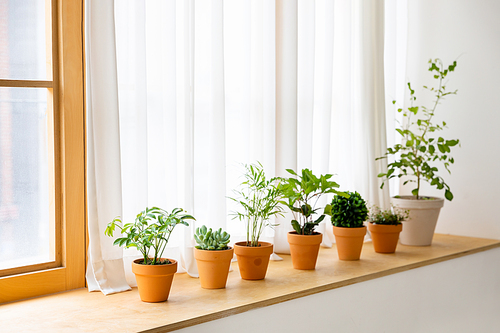 Green Terrier_Picture image of a potted plant on the window sill