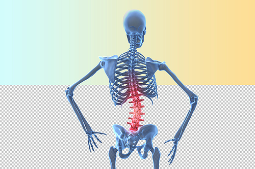 human body 3d graphic squid png