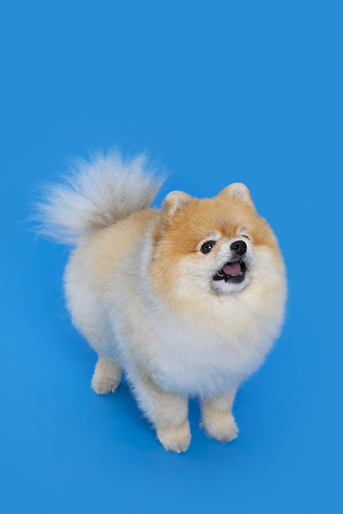 Dog_Pan barking photo image