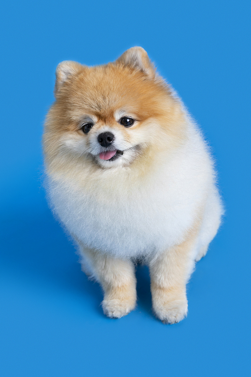 Dog_Puppy photo image