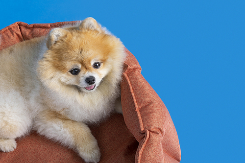 Dog _ Puppy photo image lying in cushion