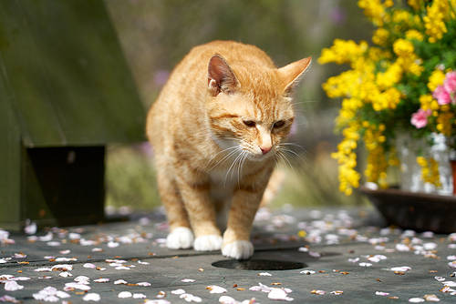 A cat standing on a table with fallen cherry blossom leaves