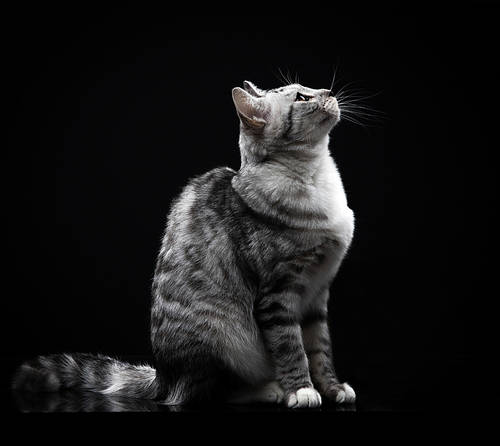 Side view of an American Shorthair cat