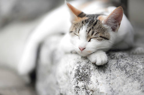 sleeping cat