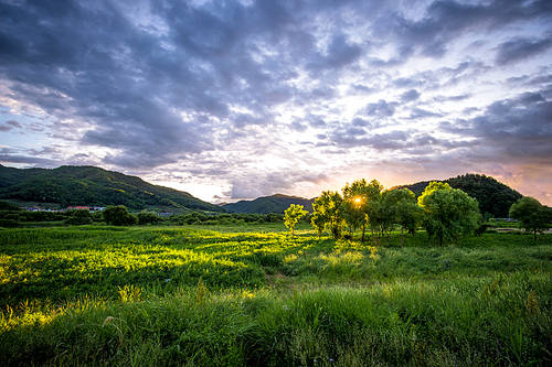 meadow scenery in the sunset