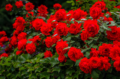 roses on the wall