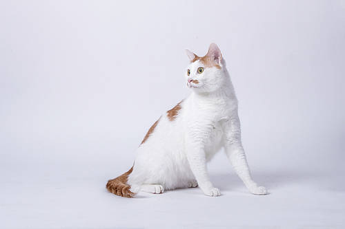 A tabby cat sitting in front of a white background