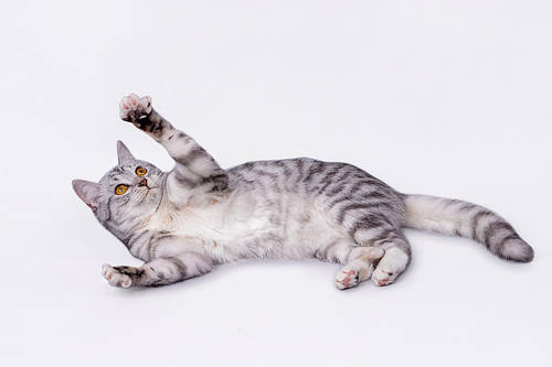 American Shorthair Cat