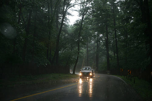 rainy forest 11