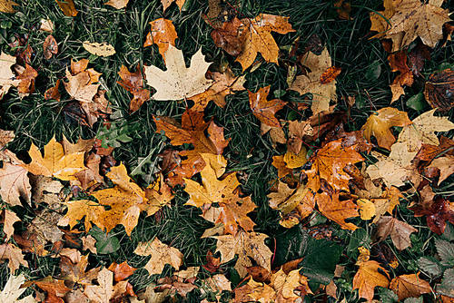 Fallen golden leaves on green grass