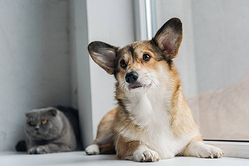 scottish fold cat and corgi dog lying on windowsill together