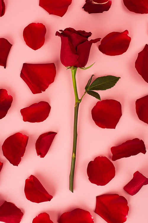 red rose petals near flower on pink