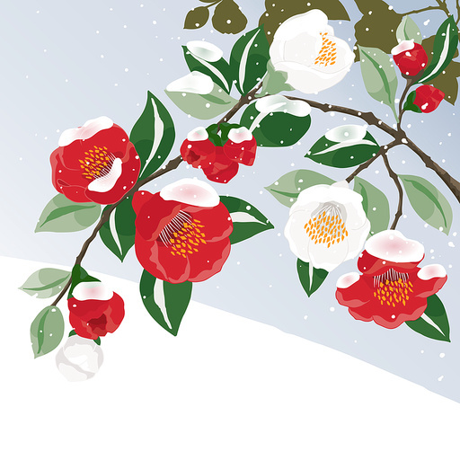 An image of snow falling on camellia branches with camellia flowers in full bloom. Vector illustration