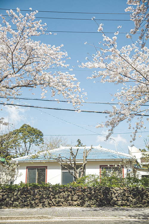 Roadside scenery of Jeju rural village with cherry blossoms in full bloom