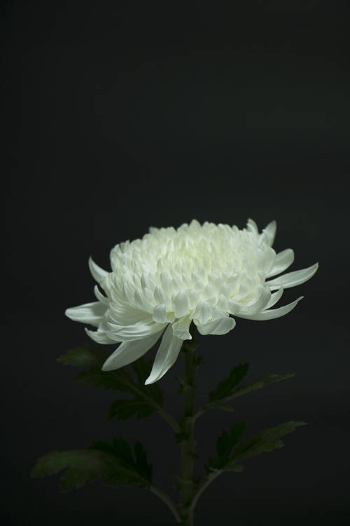 Chrysanthemum 010